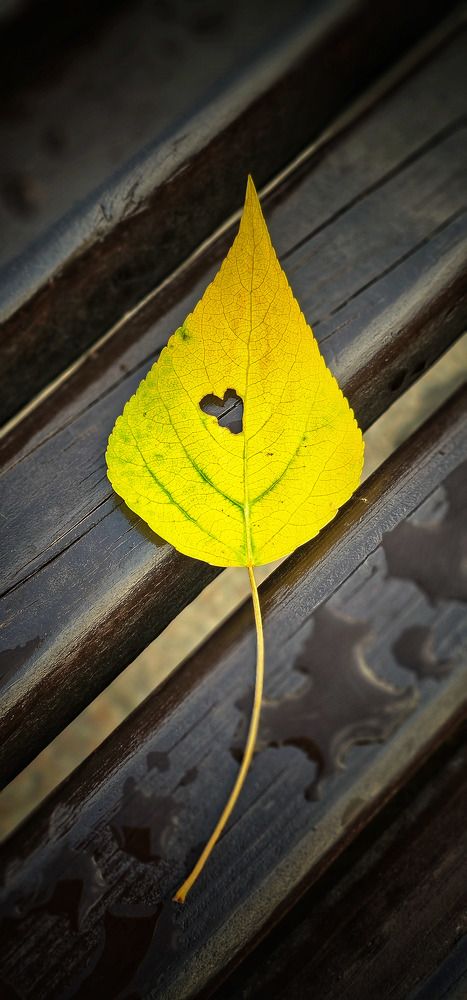 Сердце в желтом