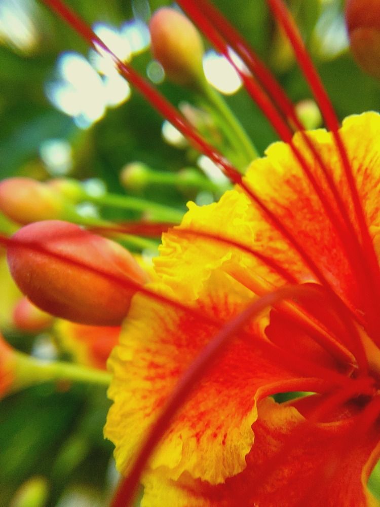 Photograph by CRINALDO REIS