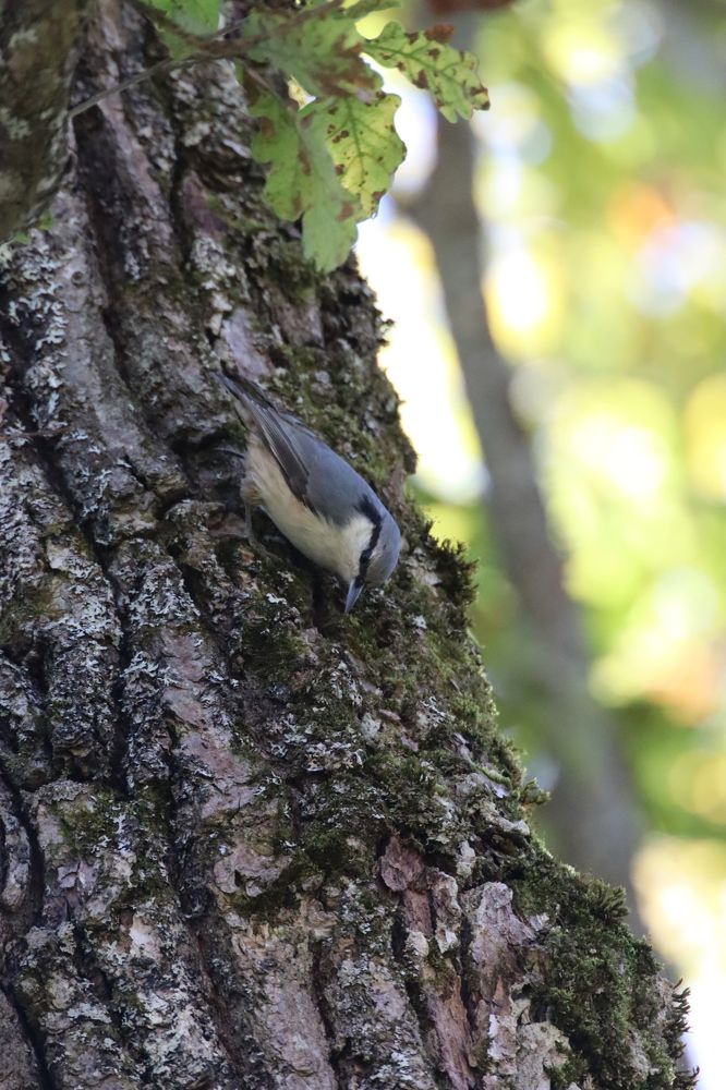 Фотография автора Роман Савин