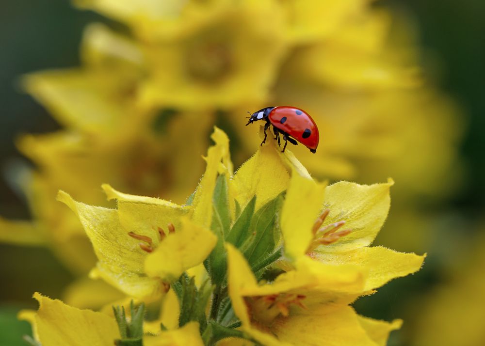 Photograph by Ершова Юлия
