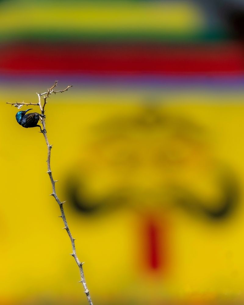 Photograph by mahadevan Arige