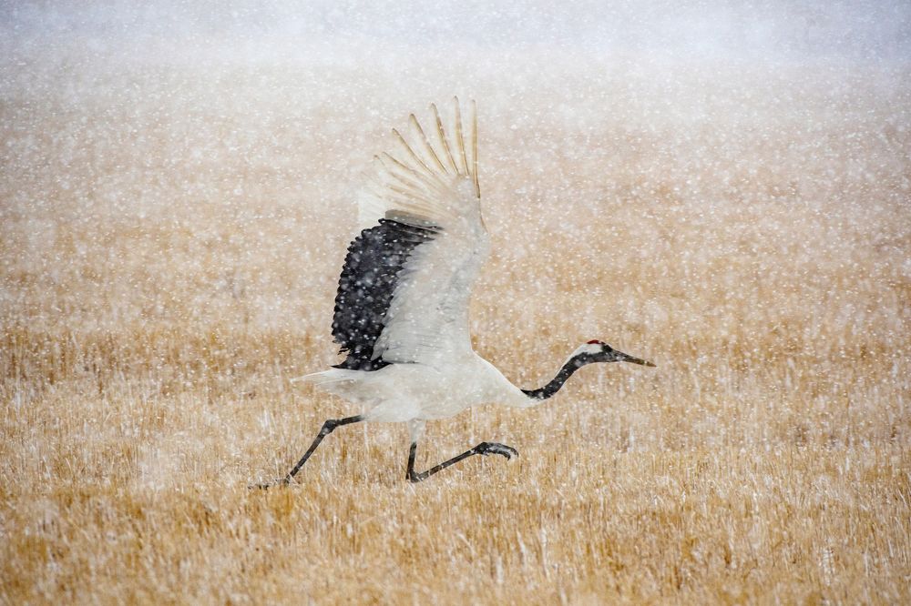 Photograph by константин