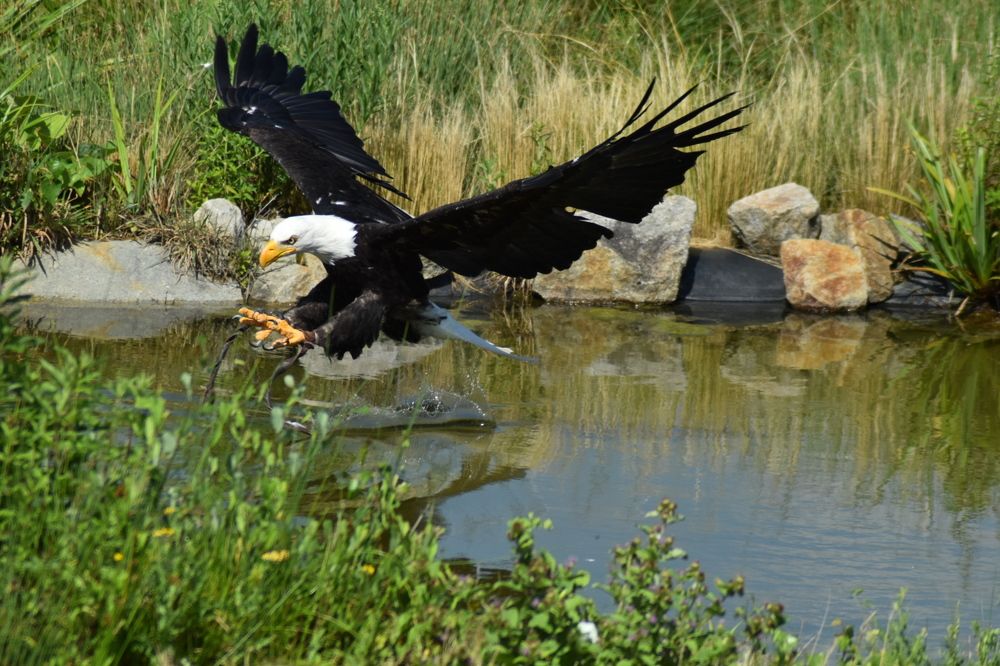 Photograph by Аlina BRAZIUL