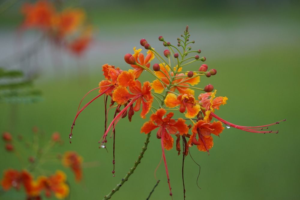 Фотография автора Washiful Majid