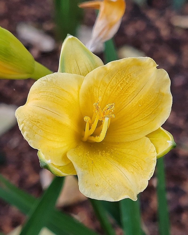 Жёлтенький