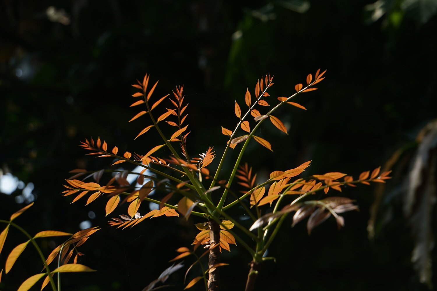 Photo #11145427