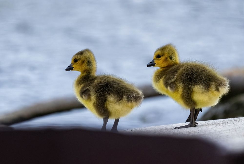 Photograph by Nitin Baste