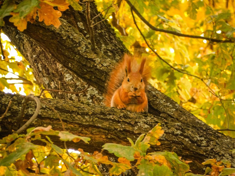 Photograph by Юлия Закопайло