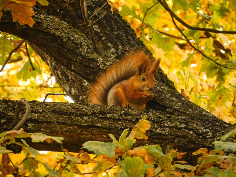 Photograph by Юлия Закопайло