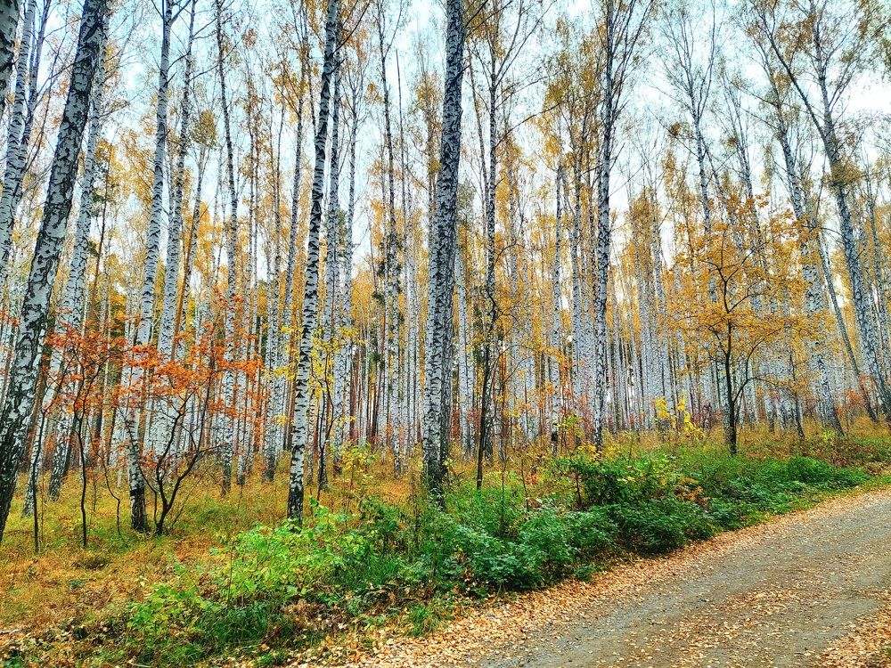 Фотография автора Анастасия