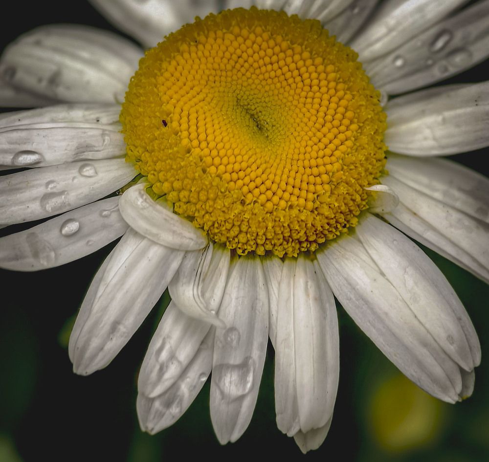 Photograph by Сергей Балашов