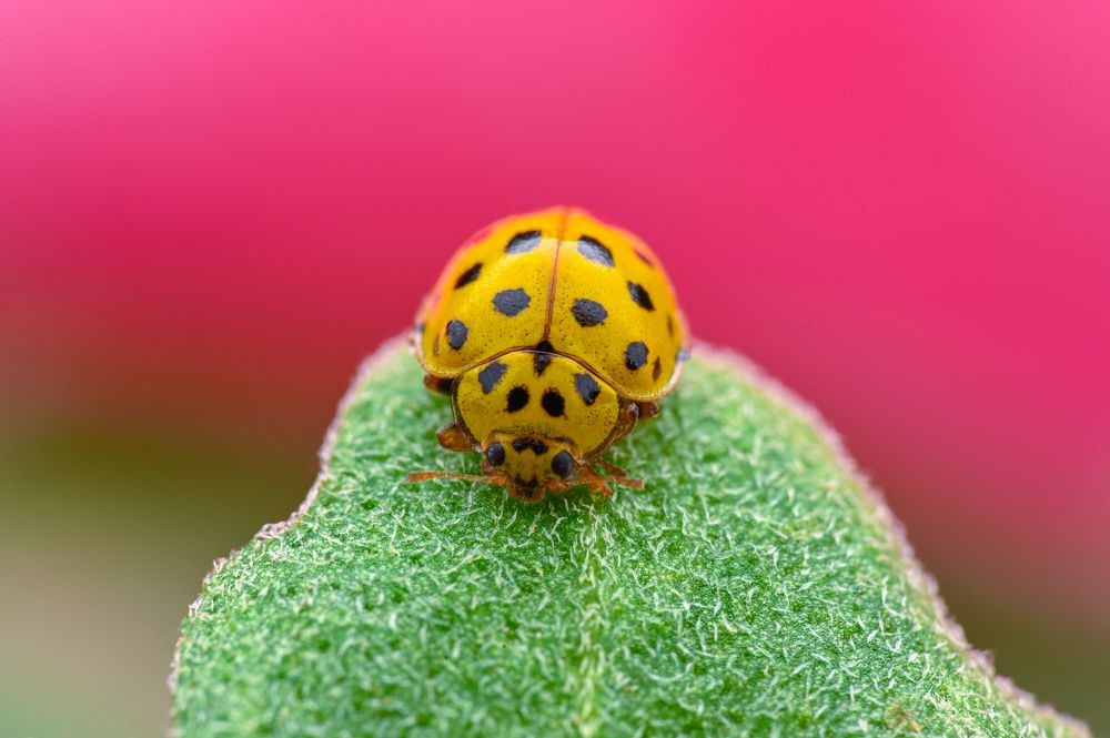 Photograph by Цветан Ганев