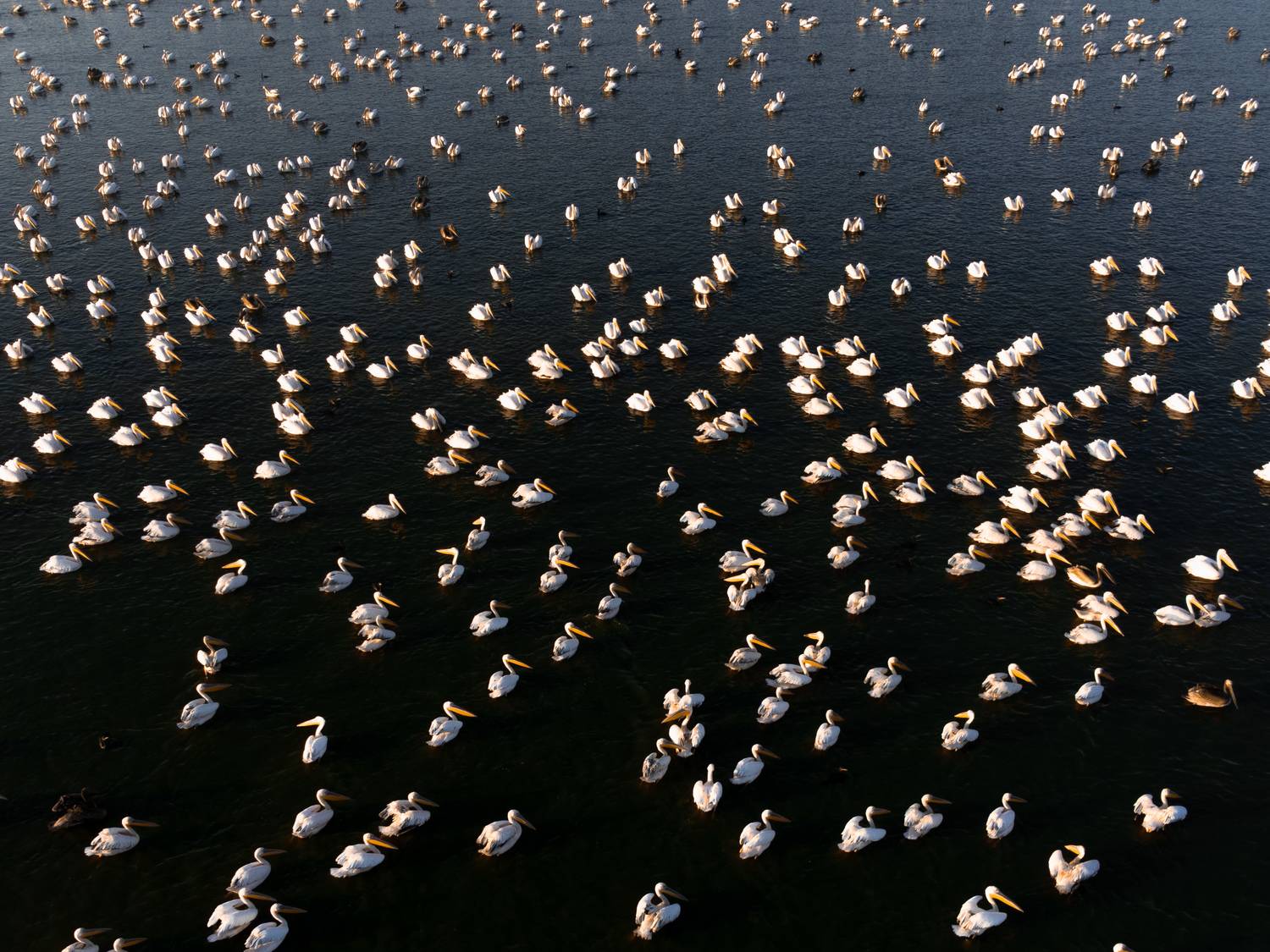 Фотография #11145624