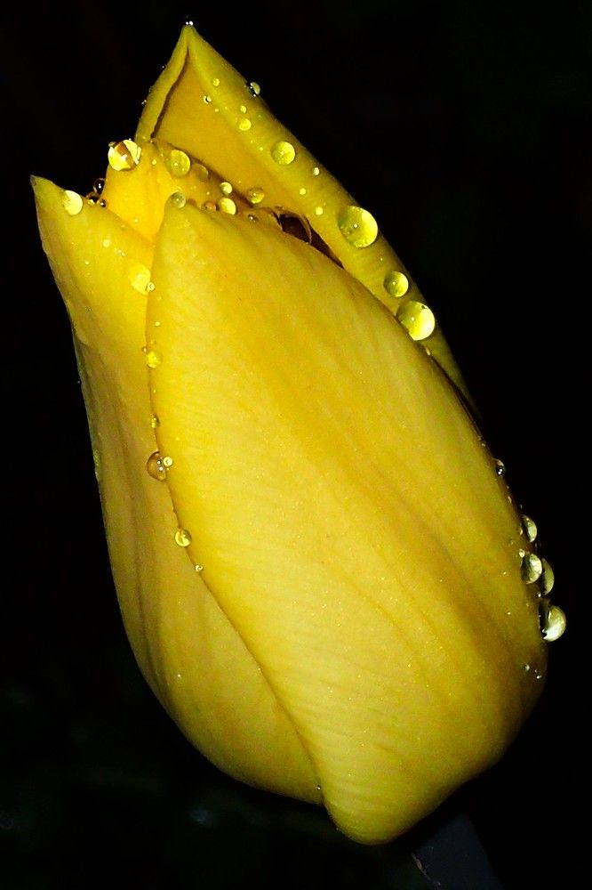 Ночное солнышко