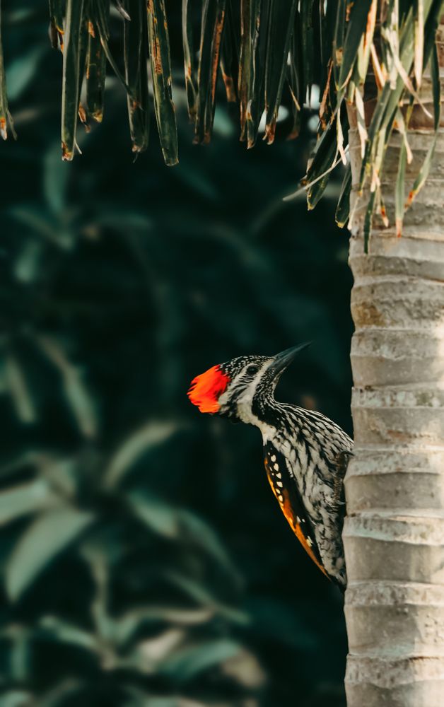 Photograph by NILADRI TALUKDER