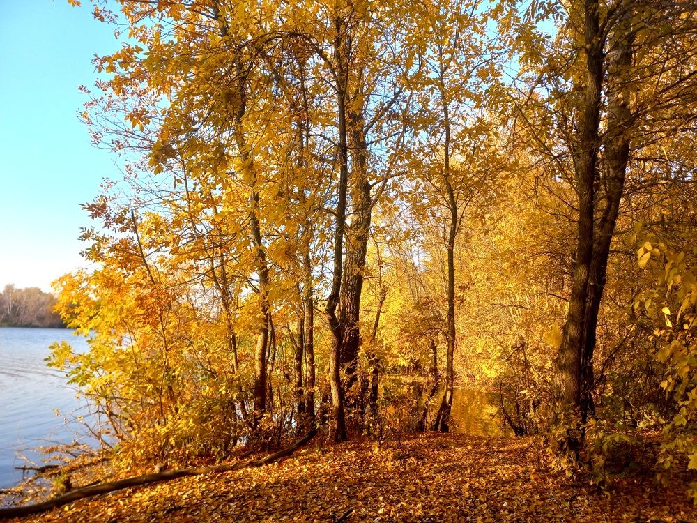 Золото осени