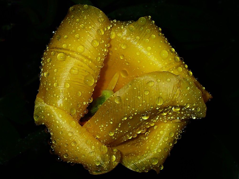 Золото ночи