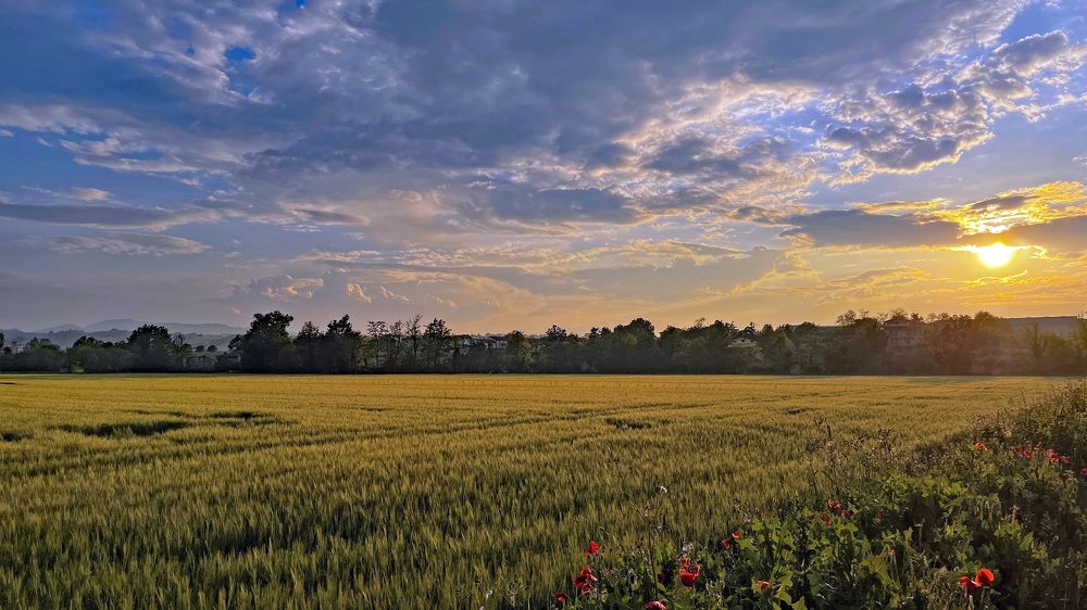 l'oro di un campo di grano al tramonto