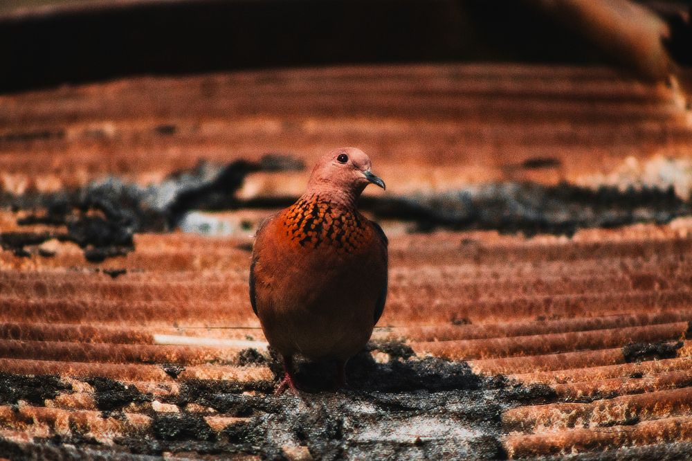 Фотография автора Muhammad Radi