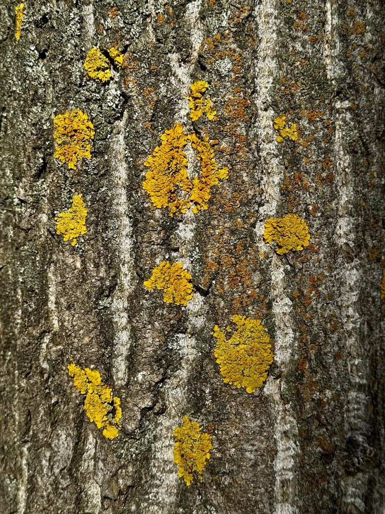 Фотография автора ГУЗАЛИЯ ГАНИЕВА