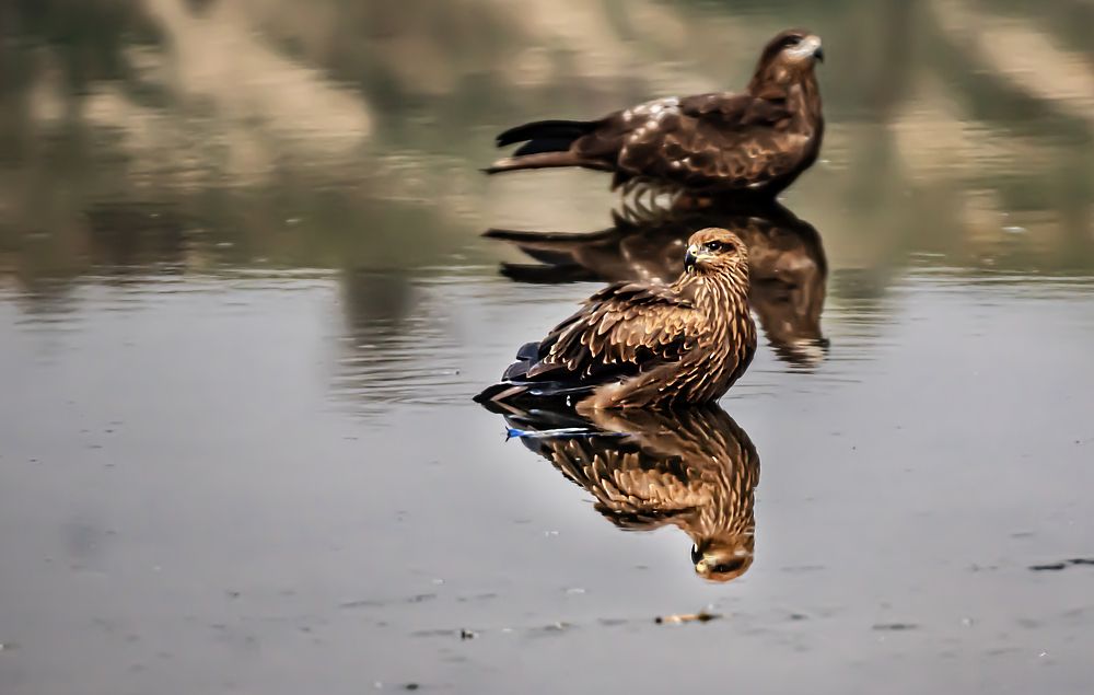 Фотография автора savitri Rawat