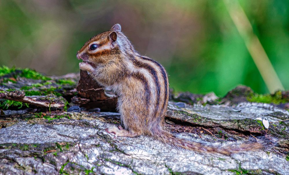 Photograph by Толян Бууулочкин