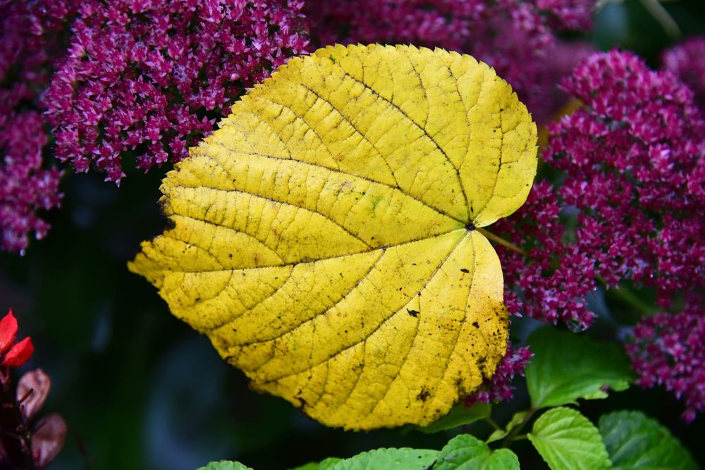 Жёлтый лист