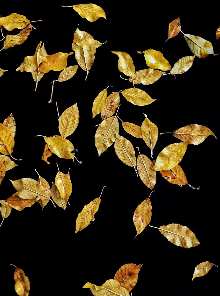 Photograph by Светлана Барабанова