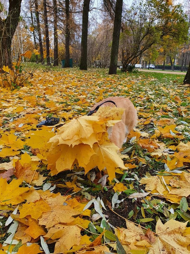 Photograph by Людмила Ковалева