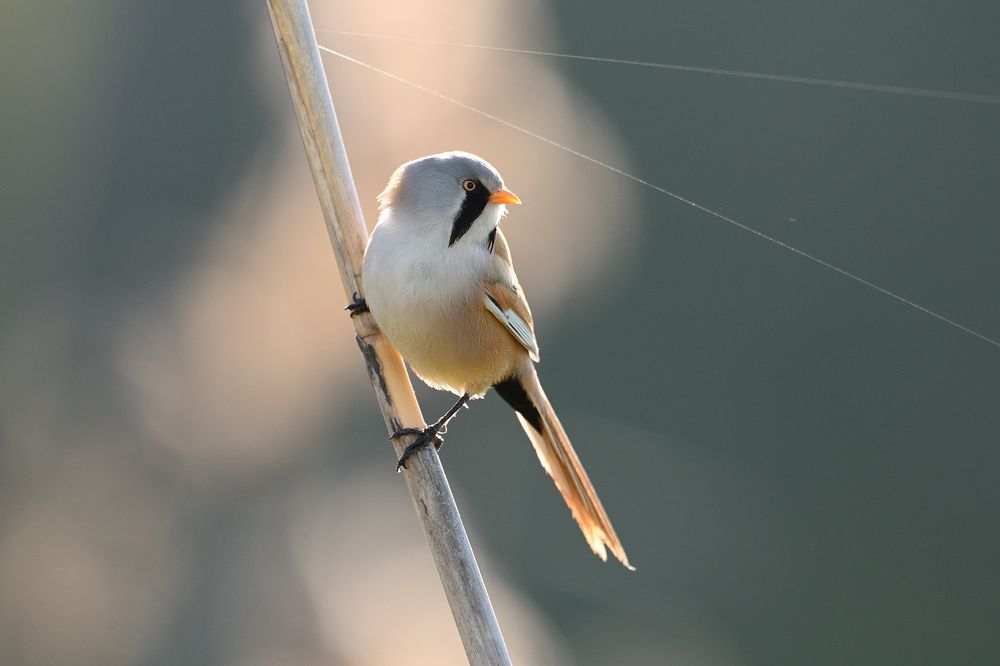 Усатый джентльмен