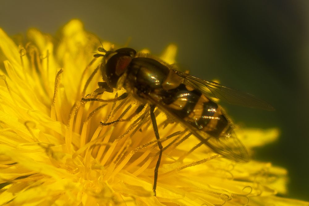 Photograph by Алексей Широбоков