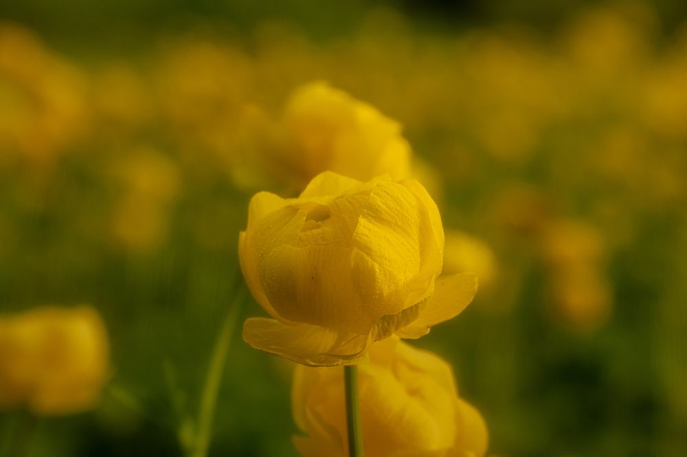 Photograph by Алексей Широбоков