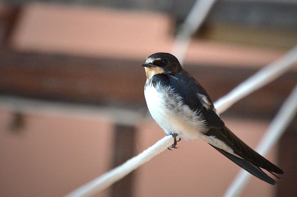 Photograph by Pierluigi Peis