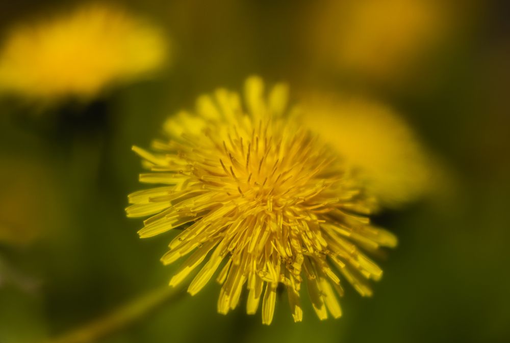 Photograph by Алексей Широбоков