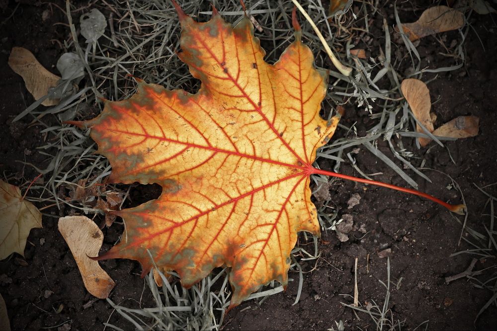 Photograph by Алексей Зимин