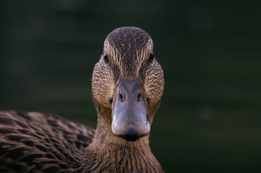 Photograph by Александр Ходакин
