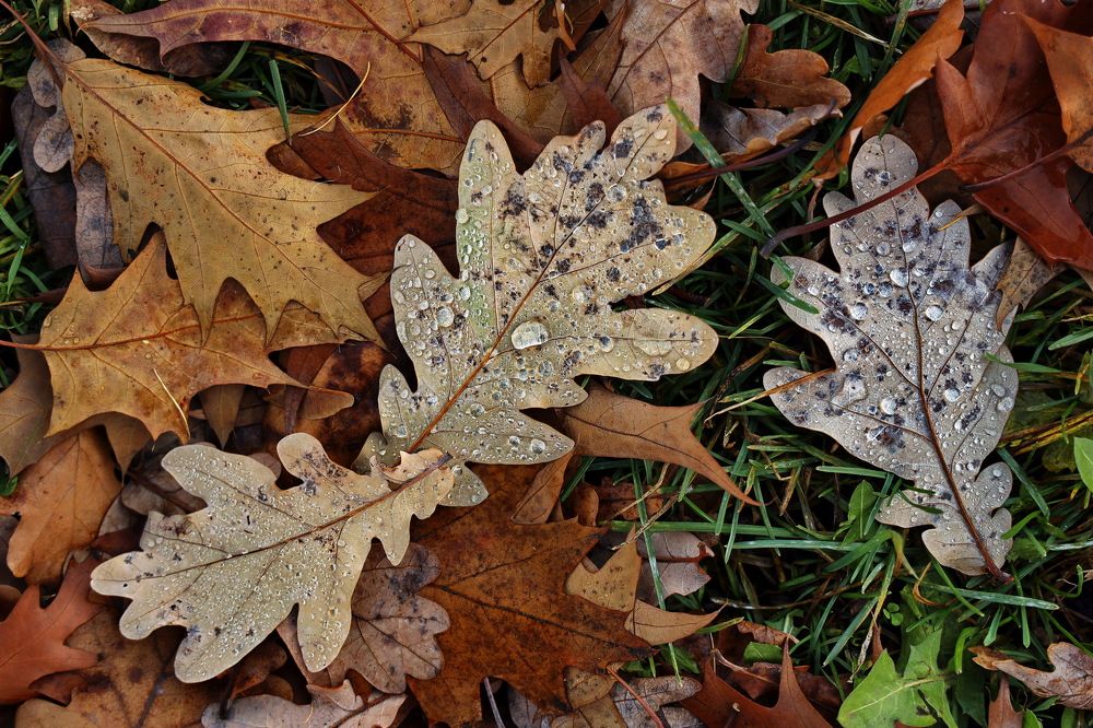 Москва, в парке.