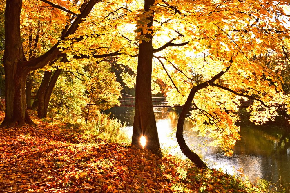 Осеннее солнышко