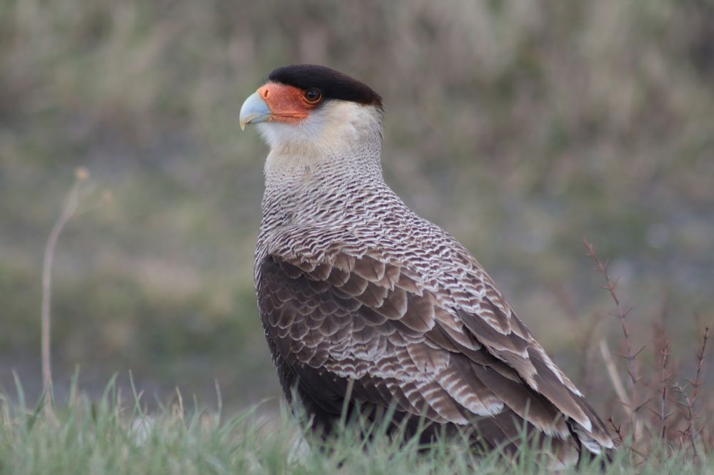 Photograph by Juan Alonso Gutiérrez