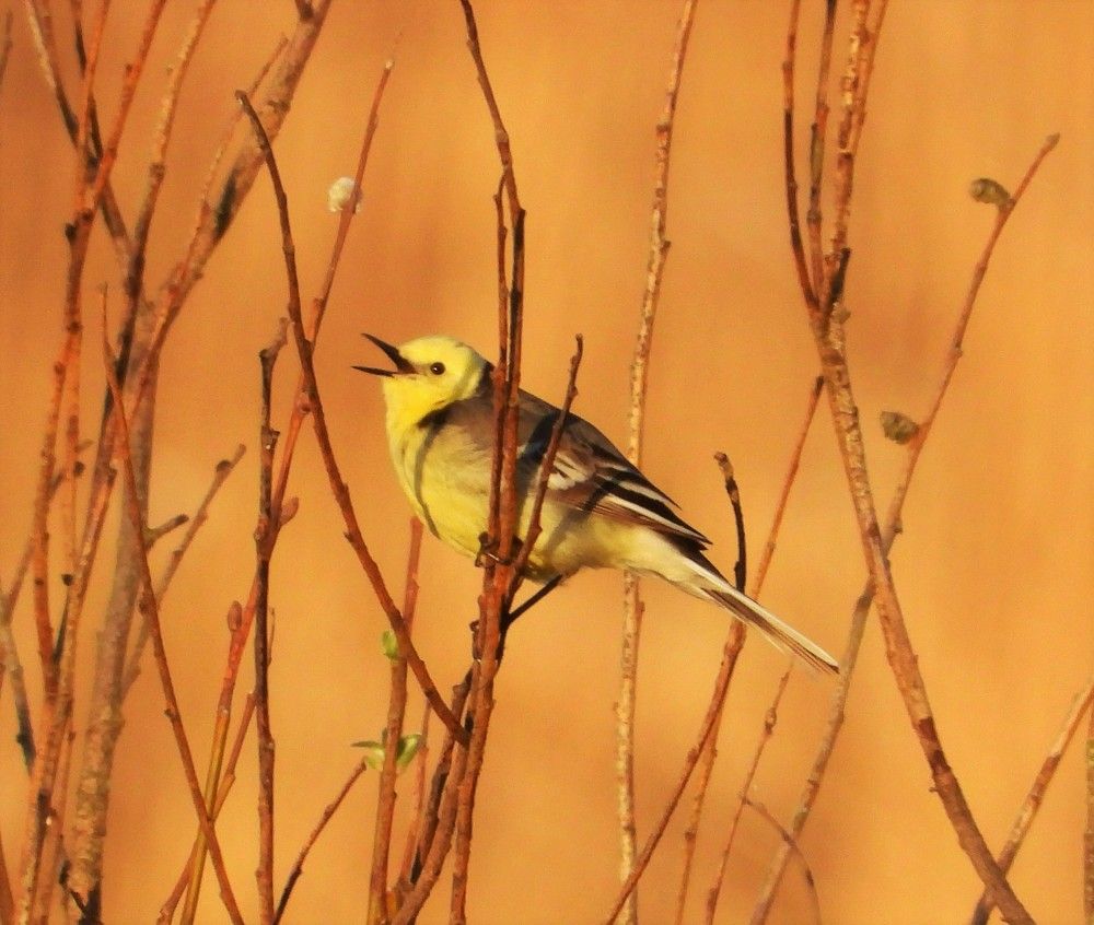 Photograph by Владимир Джерихов
