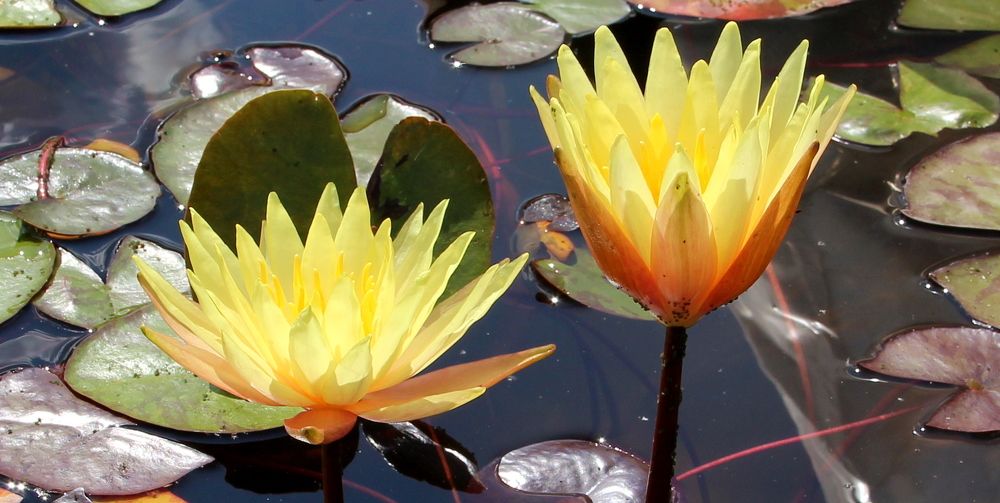 Photograph by Жанна Нечаева