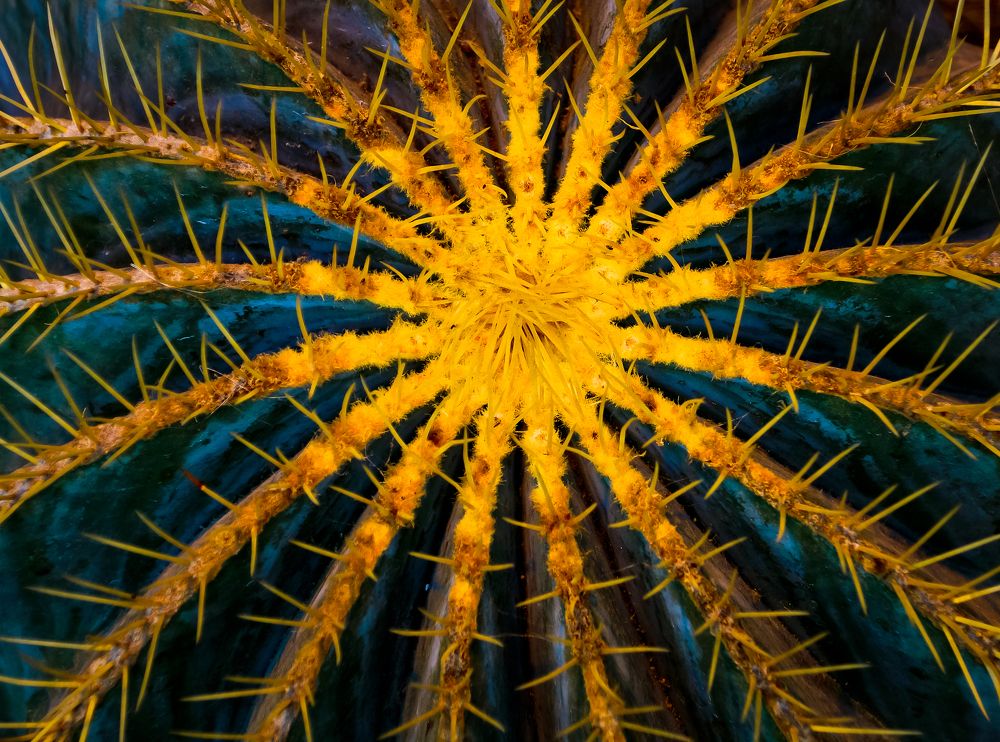 Photograph by Olga Mendosa