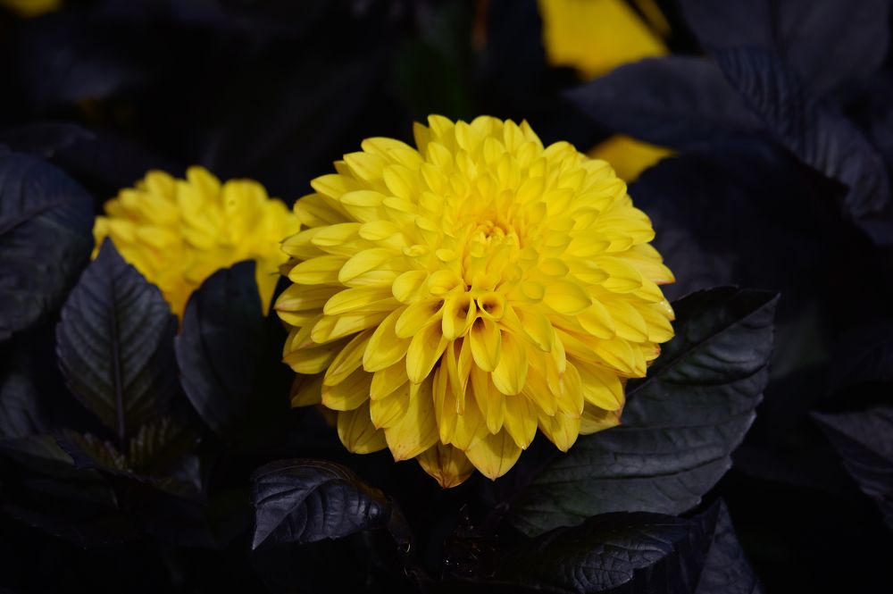 Photograph by Olga Mendosa