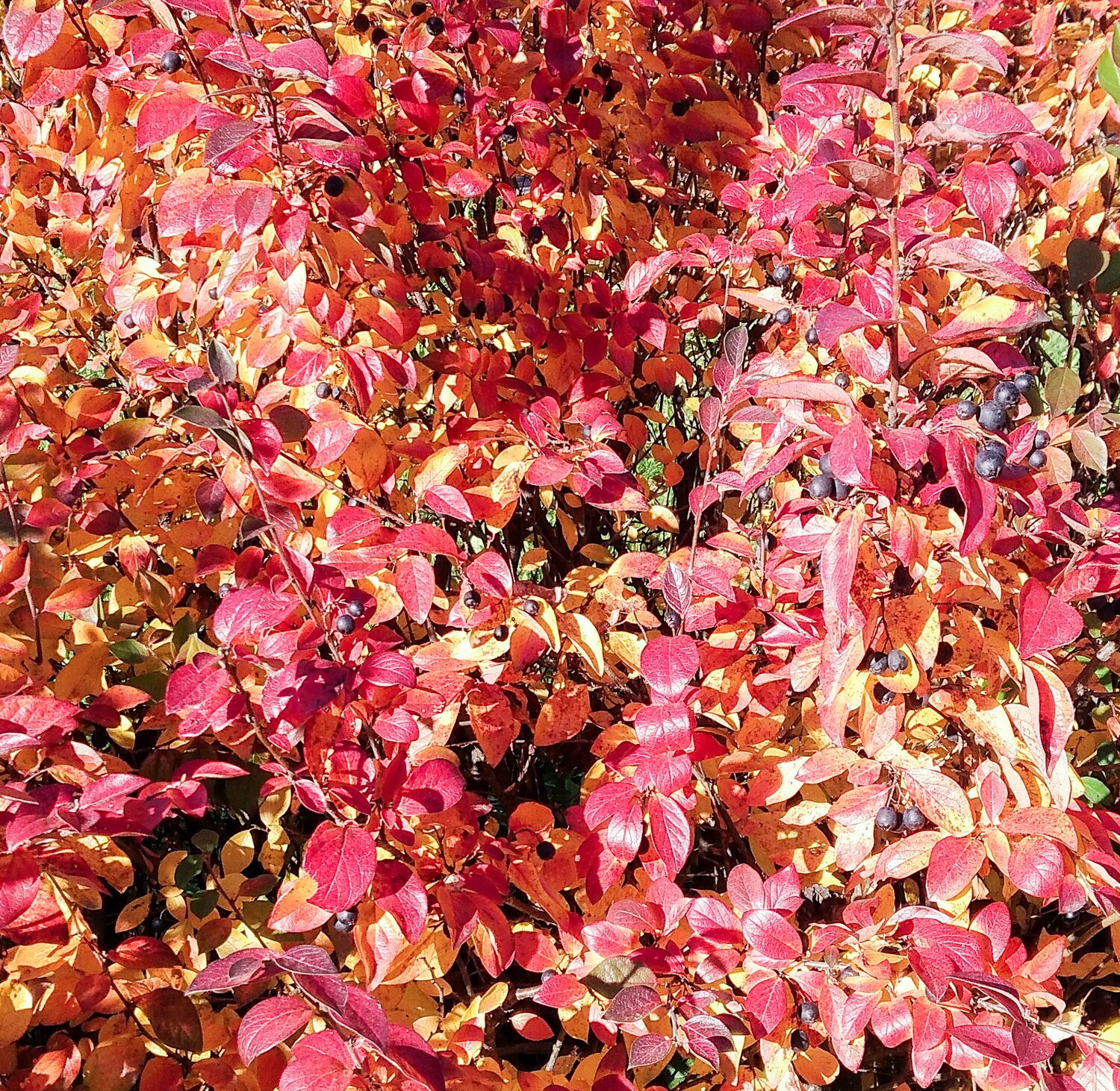 Photo #11146414