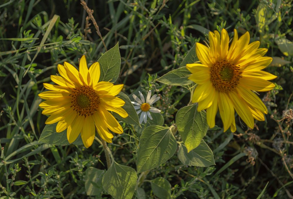 Photograph by Светлана Мельник