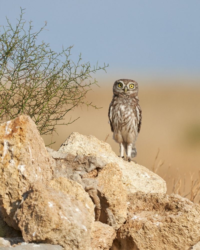 Photograph by Victor Krachkovsky