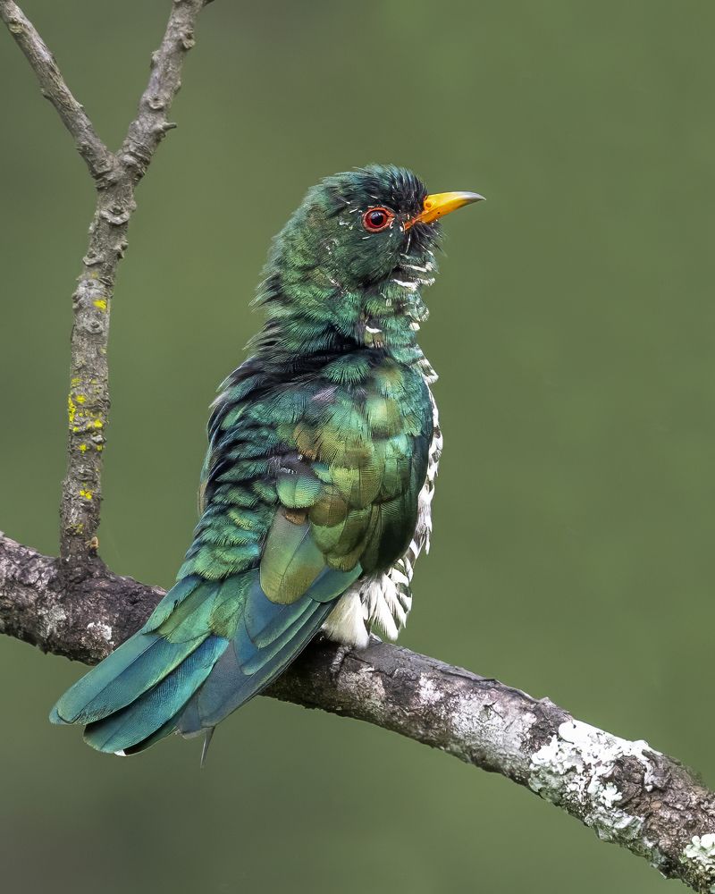 Photograph by Pompi Bera