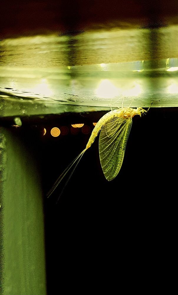 Photograph by Наталья Анисимова