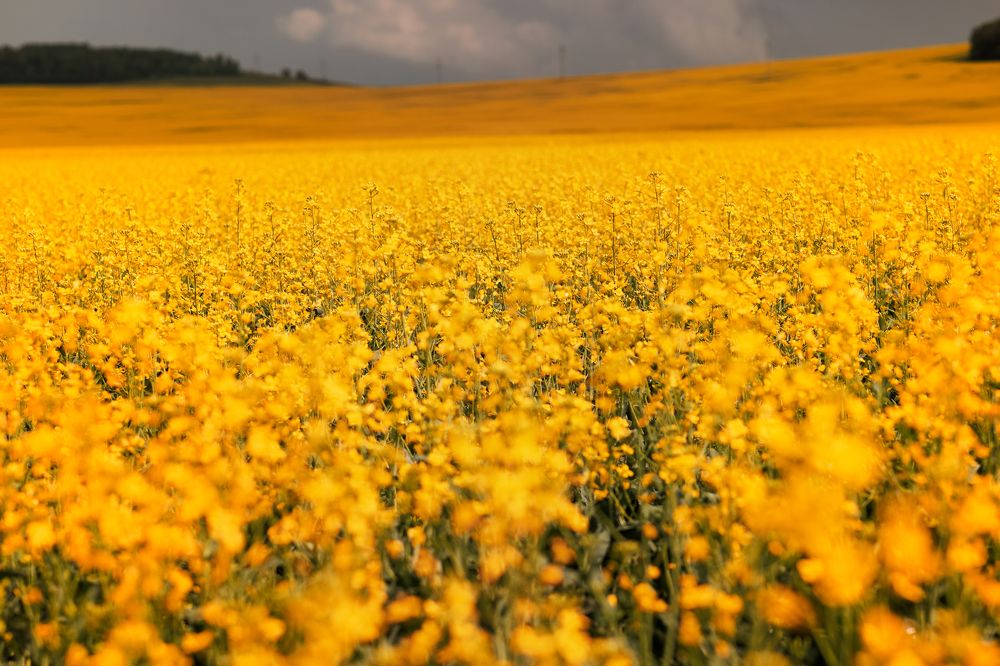 Фотография автора Галина Аверьянова