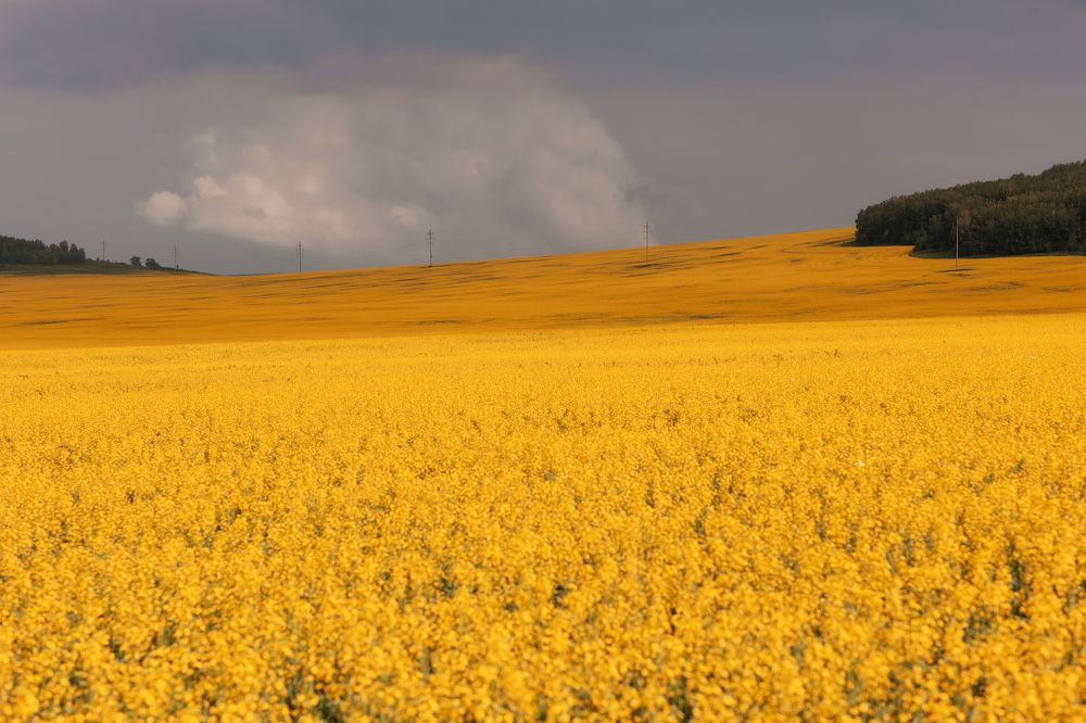 Фотография автора Галина Аверьянова
